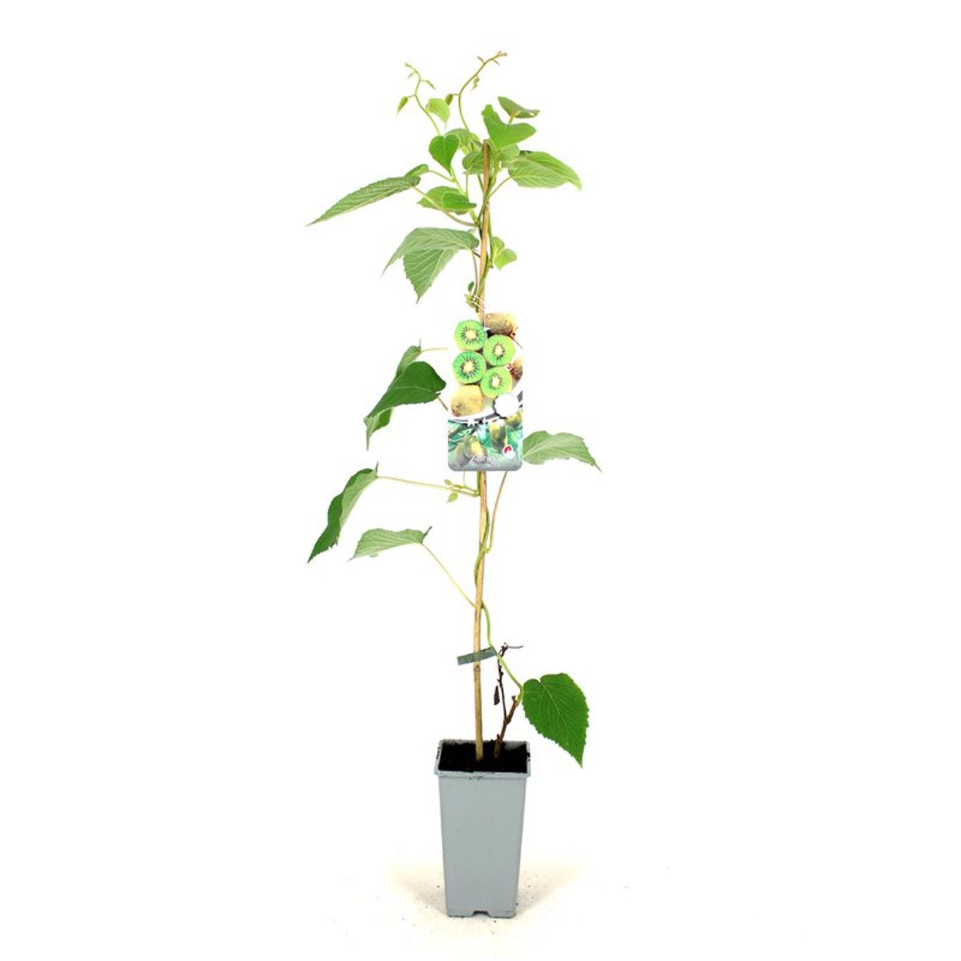 Actinidia d. 'Boskoop' - C2 80-100 CM Stick